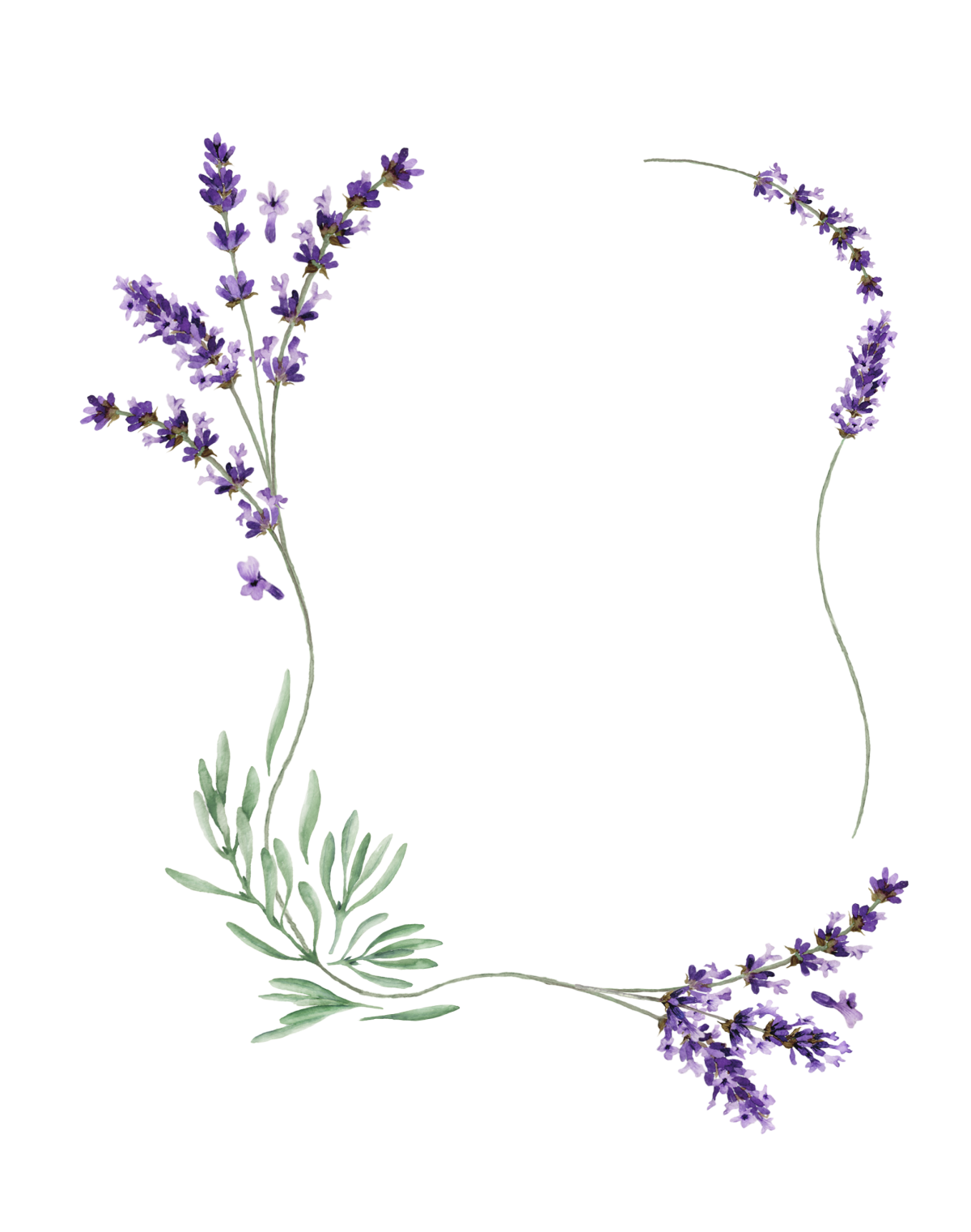 Лаванда рисунок