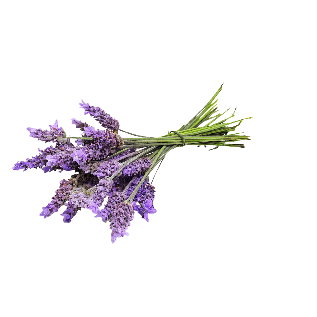 Лаванда обтравка