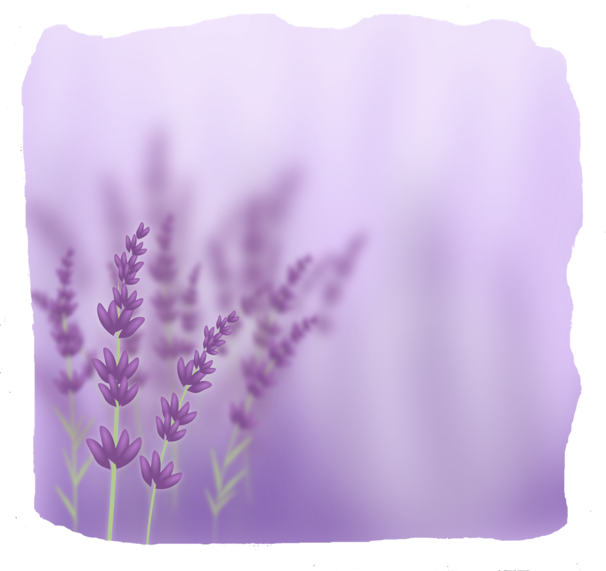 Лавандовый цвет