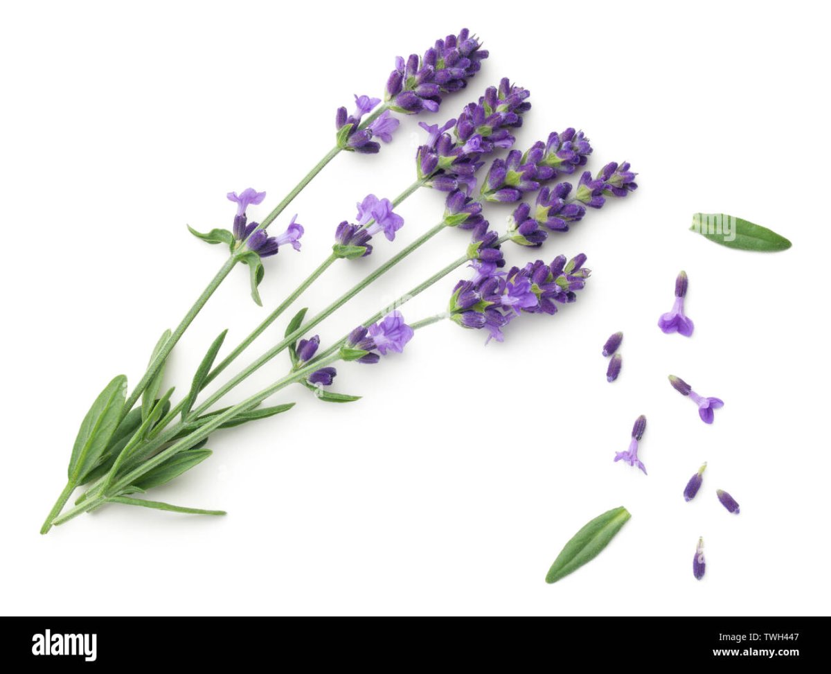 Пучок лаванды на белом фоне