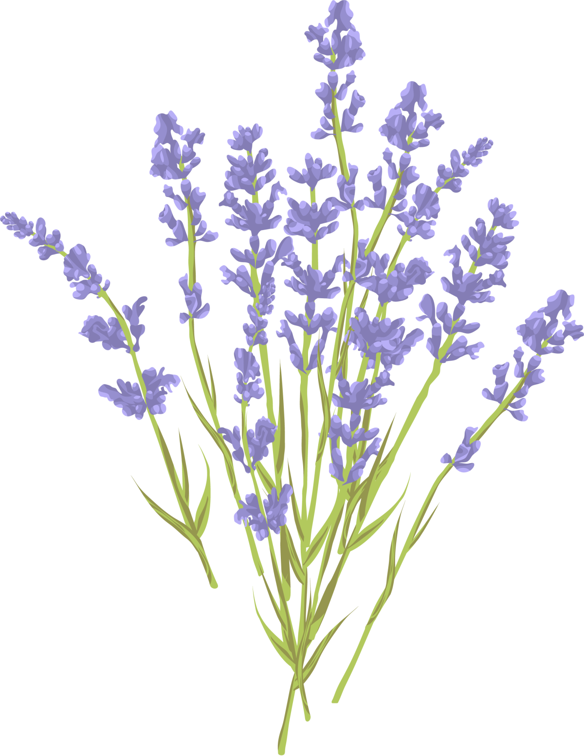 Веточка лаванды