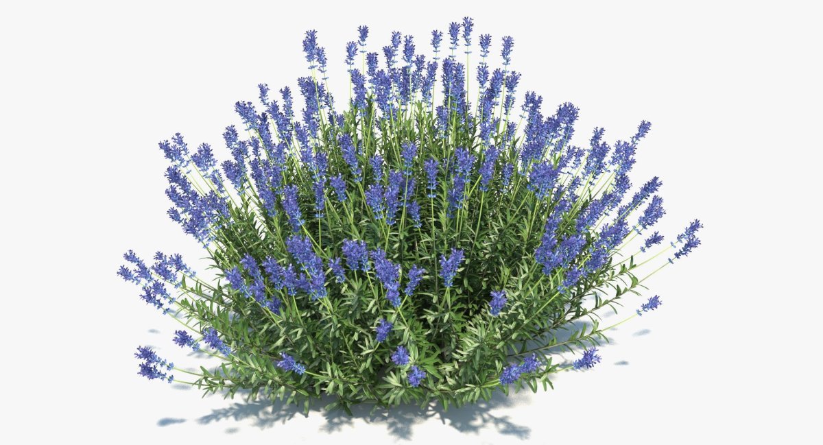 Котовник Фассена