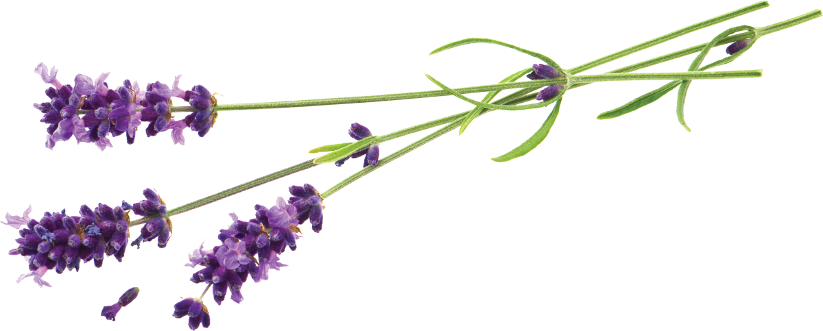 Веточка лаванды