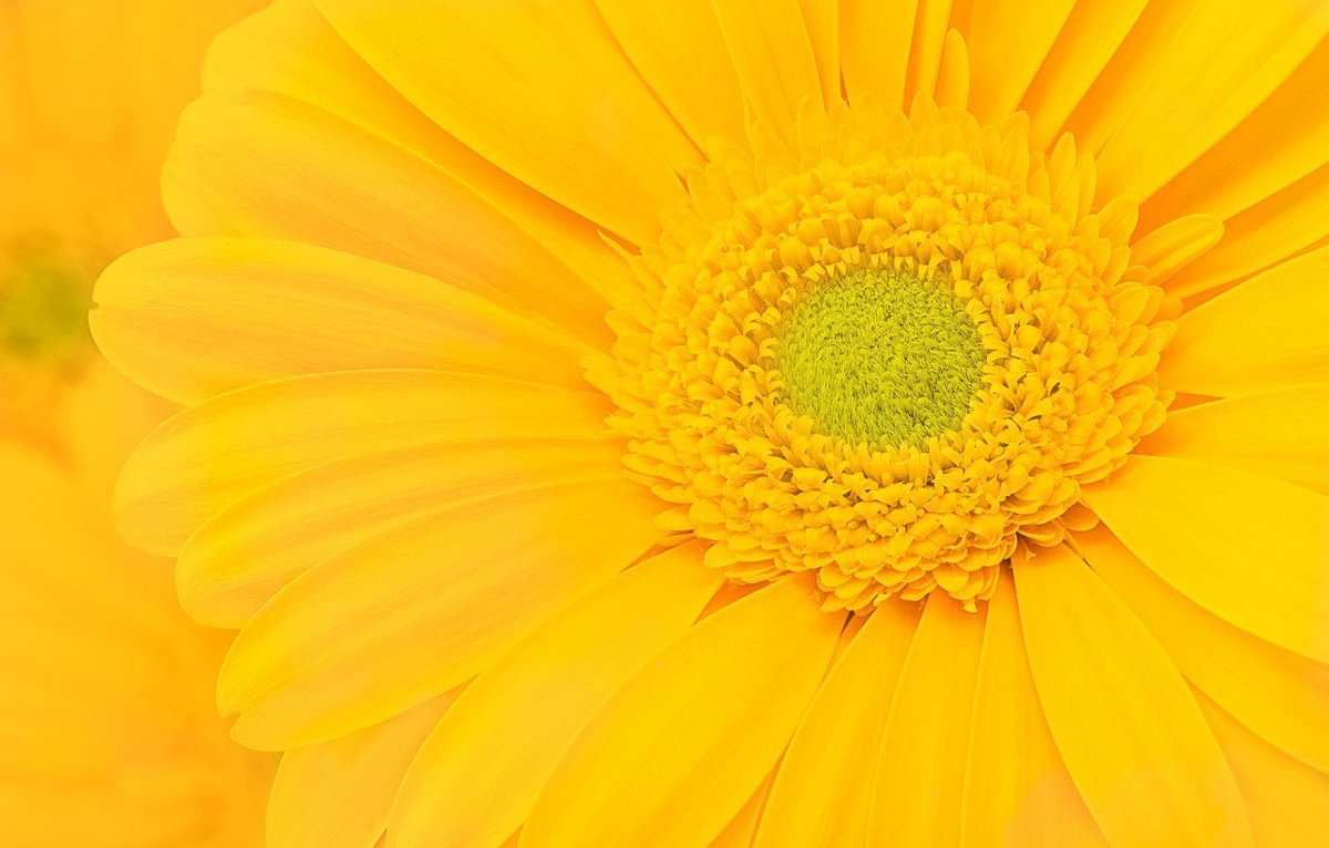 Желтый цвет