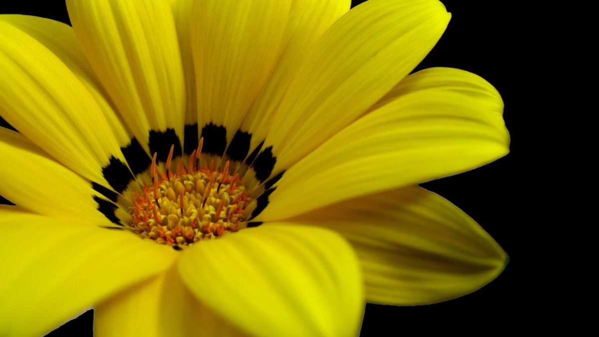 Желтые цветочки