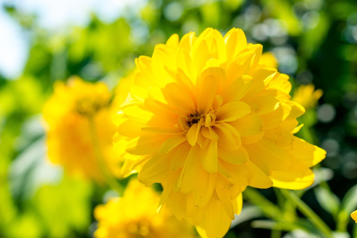 Жёлтый цветок