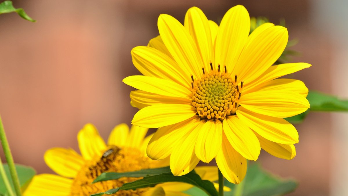 Красивые желтые цветы