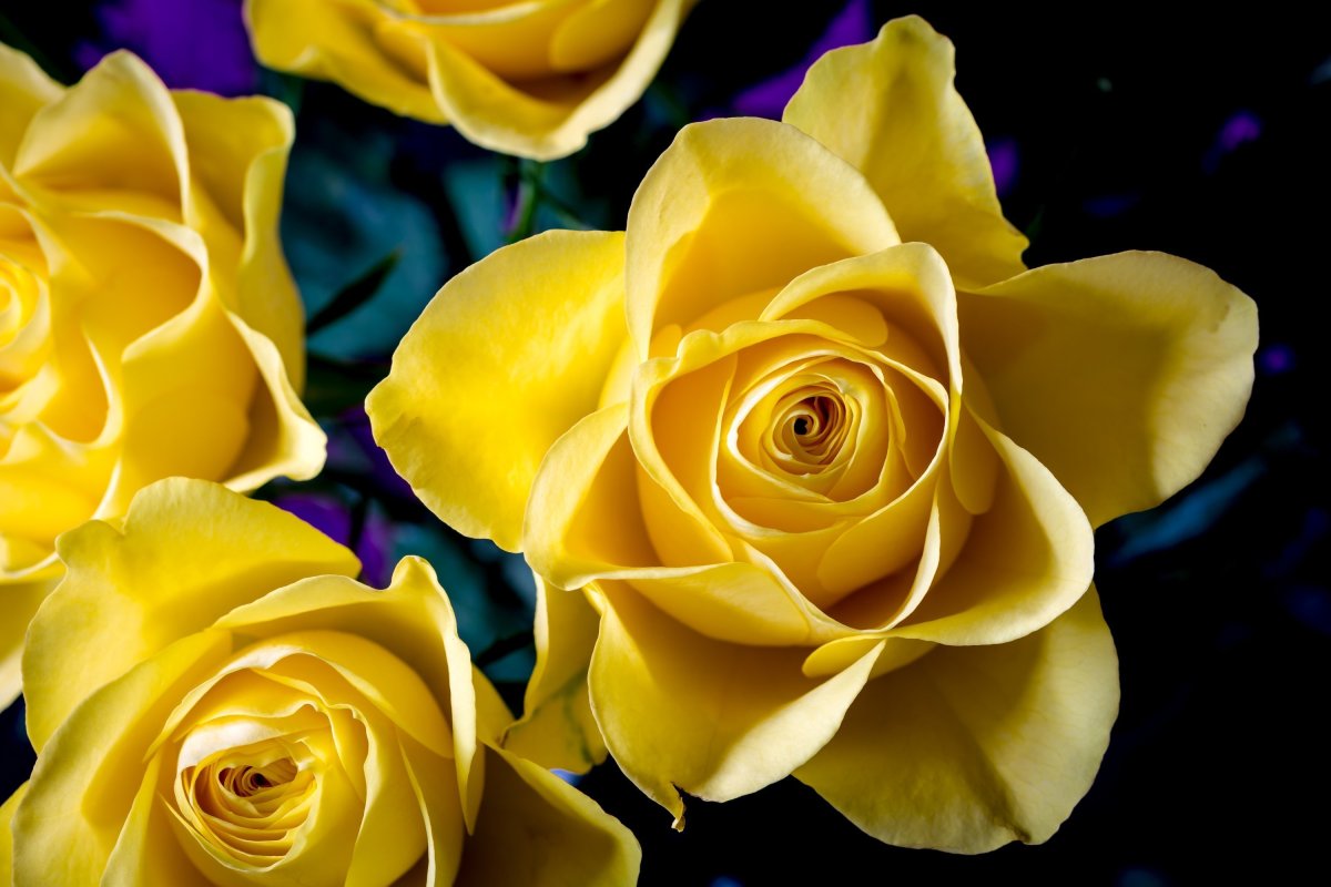 Красивые желтые цветы