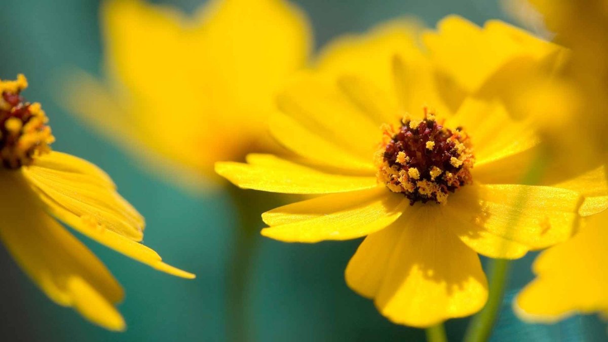 Желтые обои