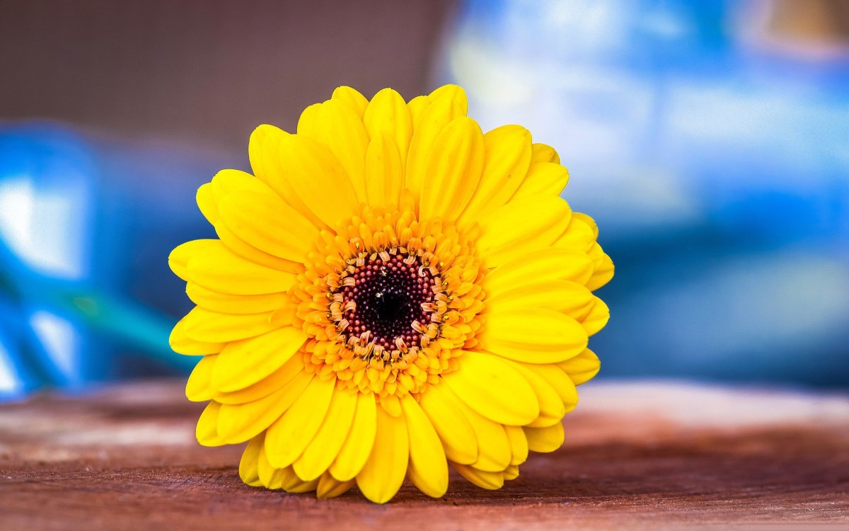 Астровые герберы