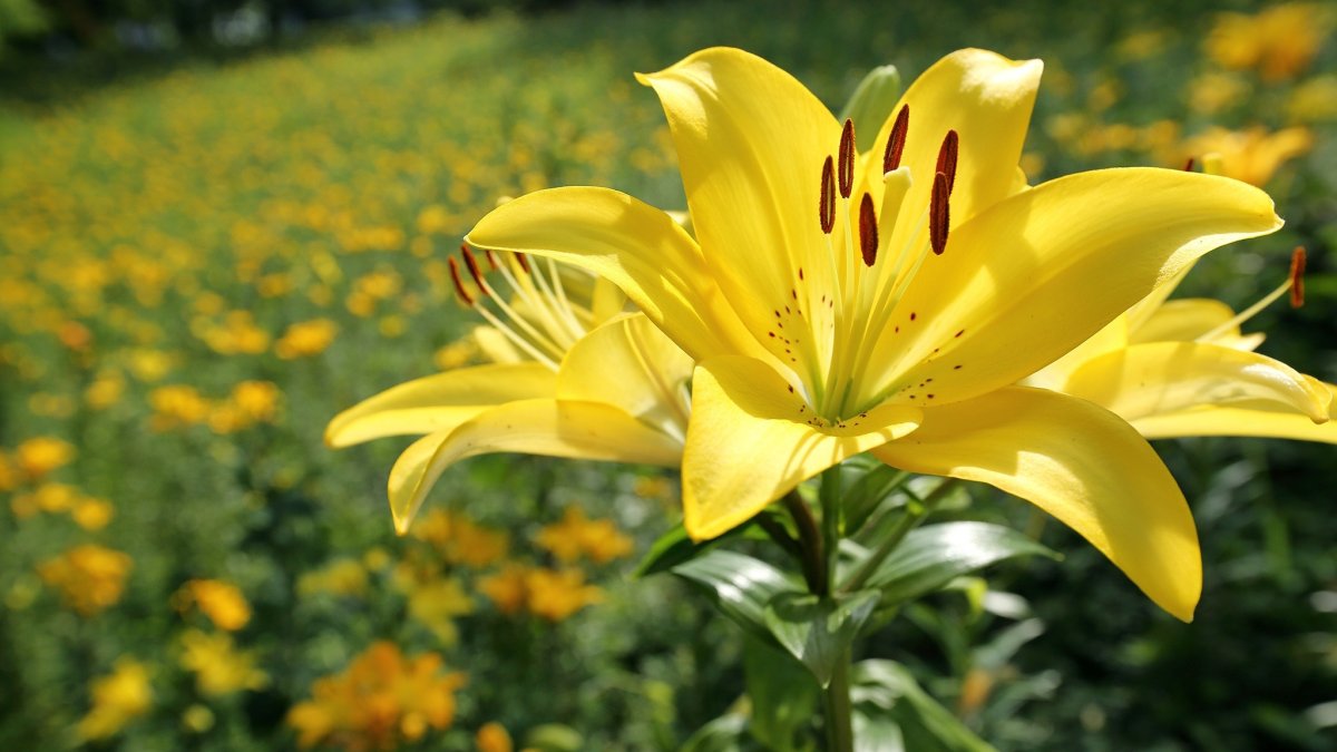 Лилия обыкновенная