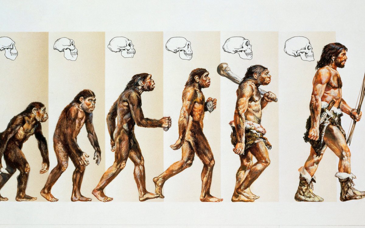 Эволюция человека Дарвина