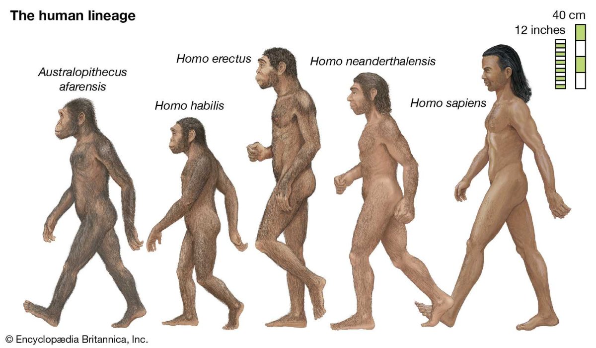 Эволюция человека homo sapiens