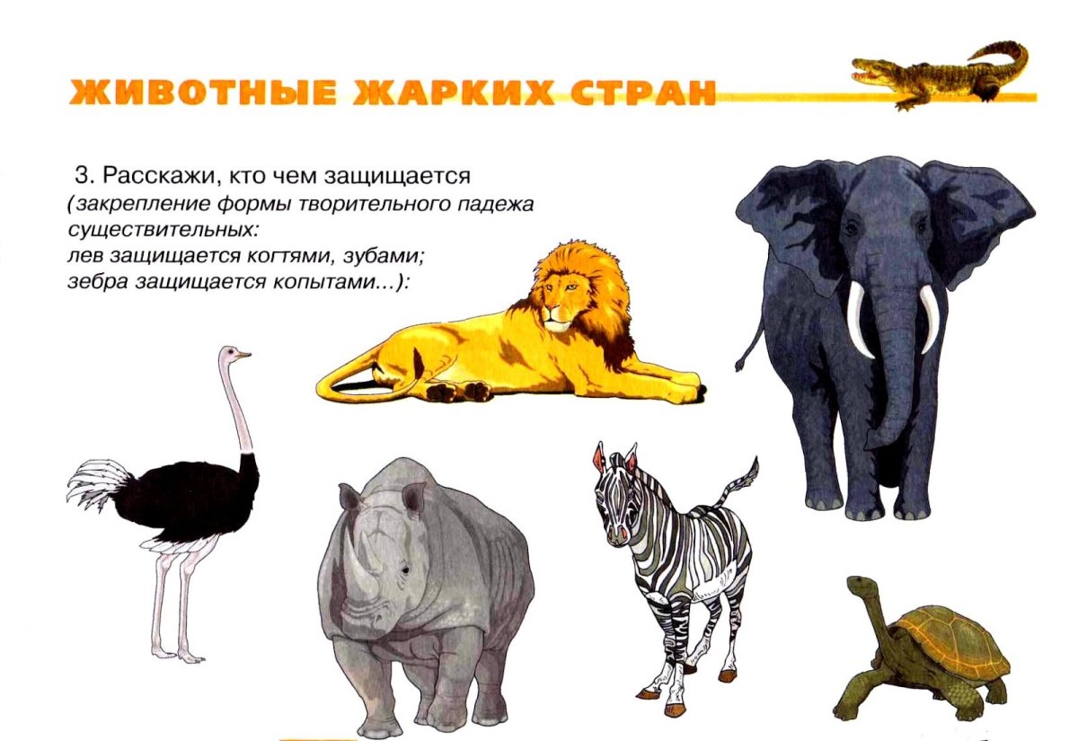 Растения Африки для детей