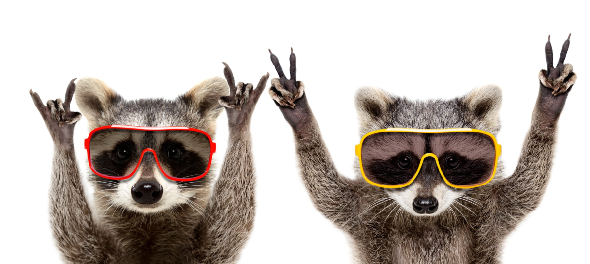 Фотообои енот в очках