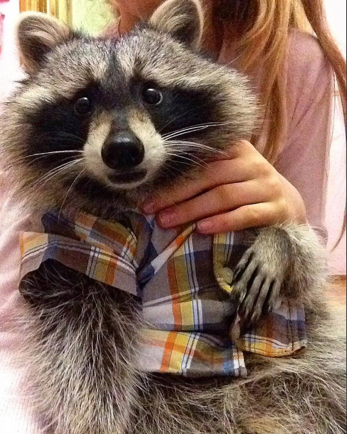 Енот в одежде