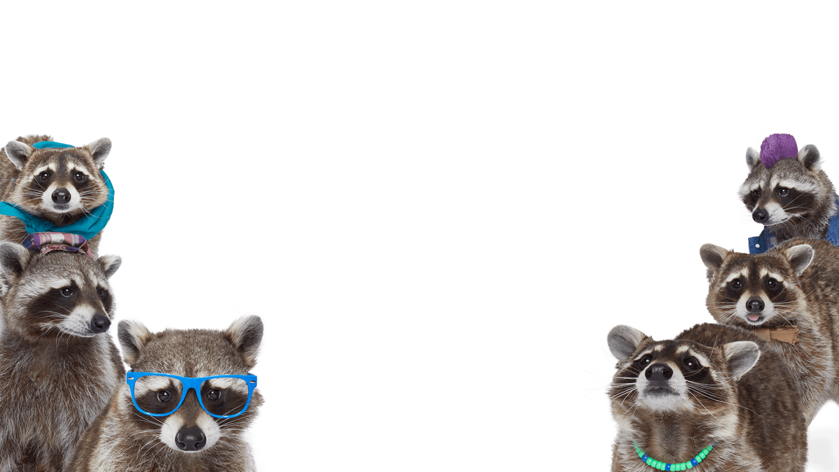 Енот Минимализм