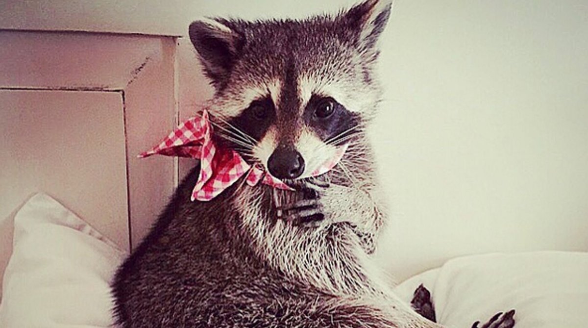 Енотик улыбается