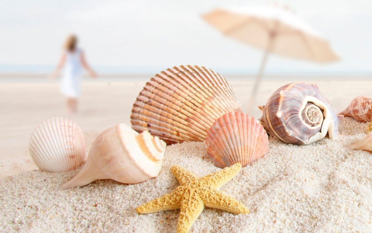 Море ракушки