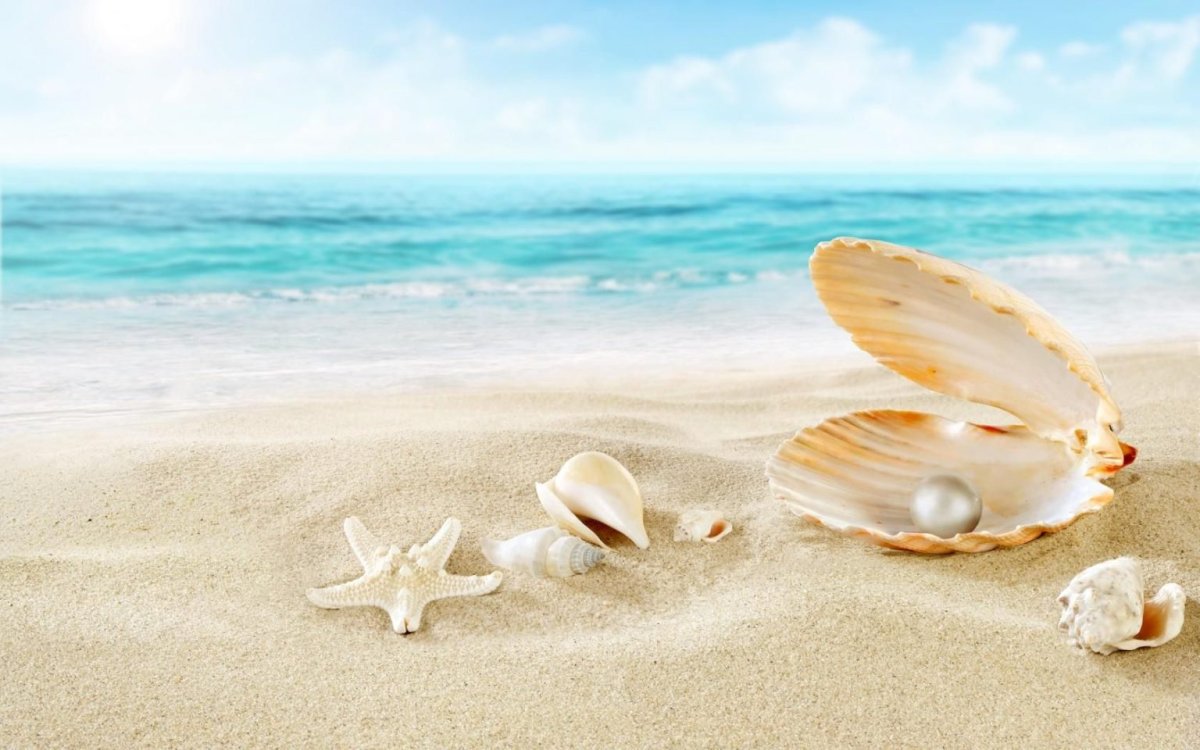Ракушки на берегу моря