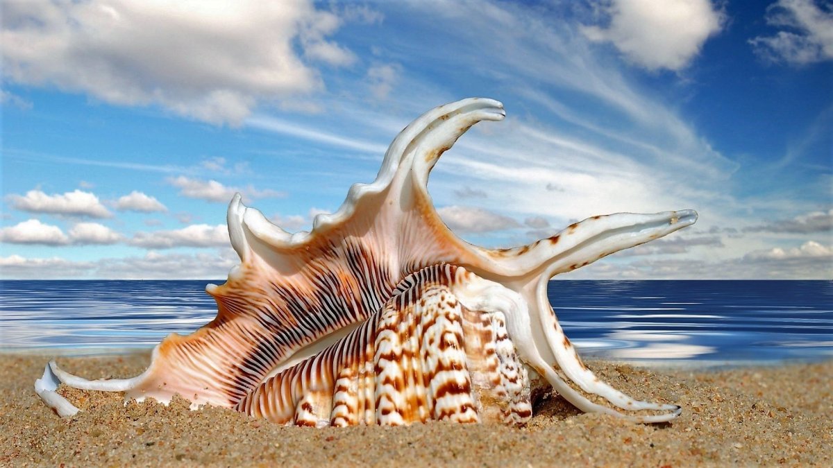 Красивые морские раковины