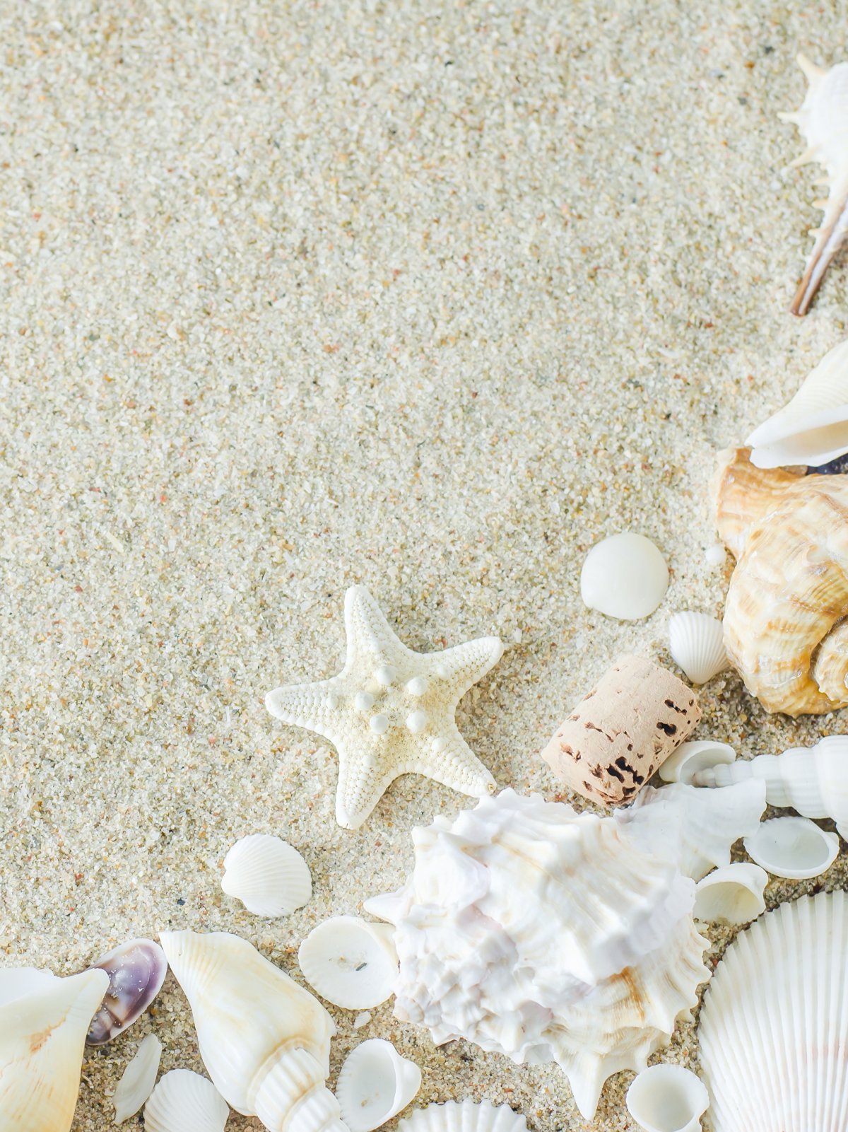 Ракушки на пляже