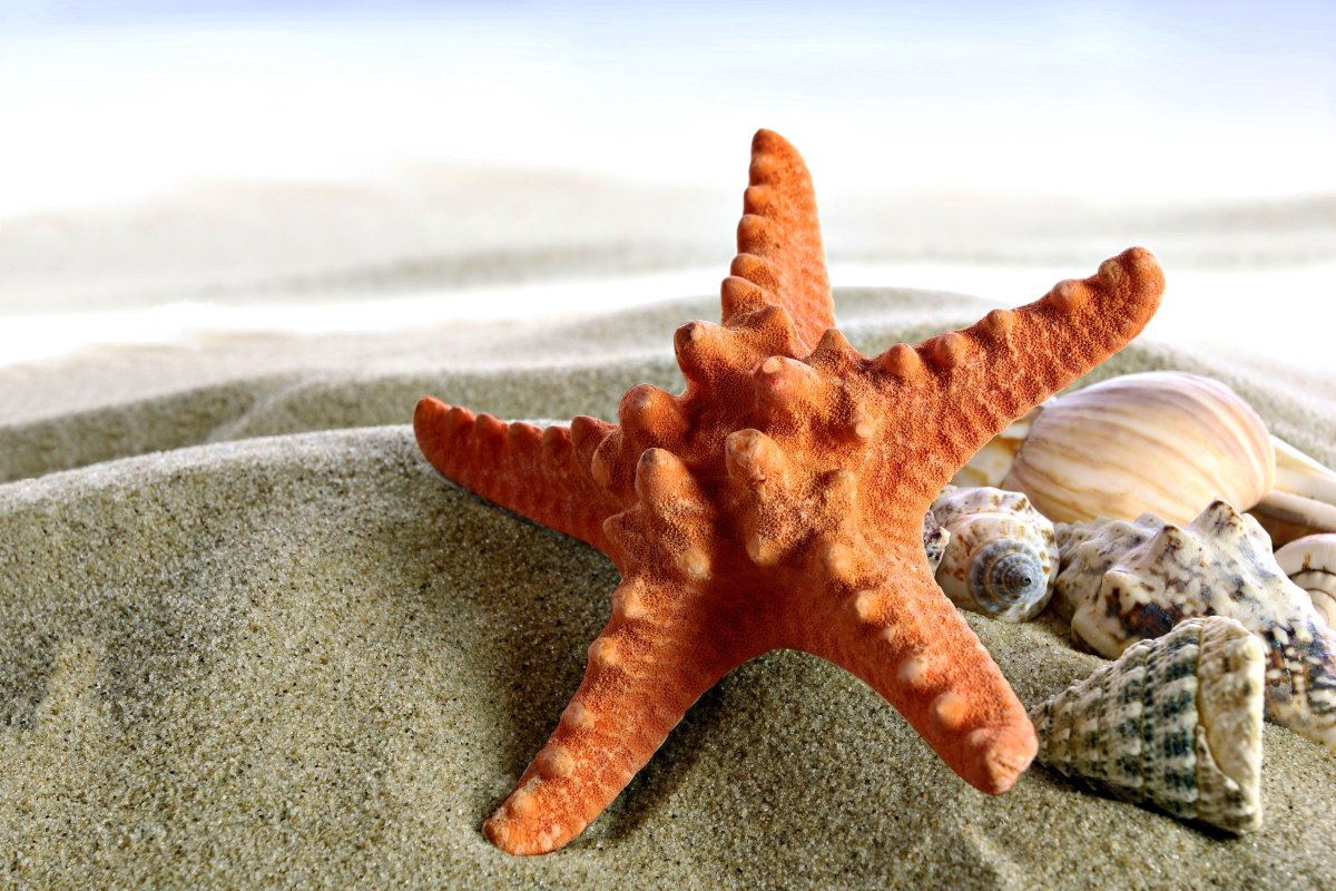 Морская звезда - Starfish
