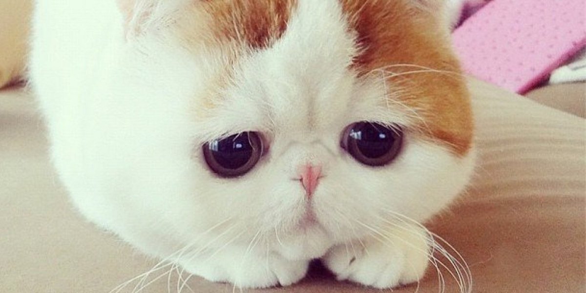 Красивый котенок с голубыми глазами