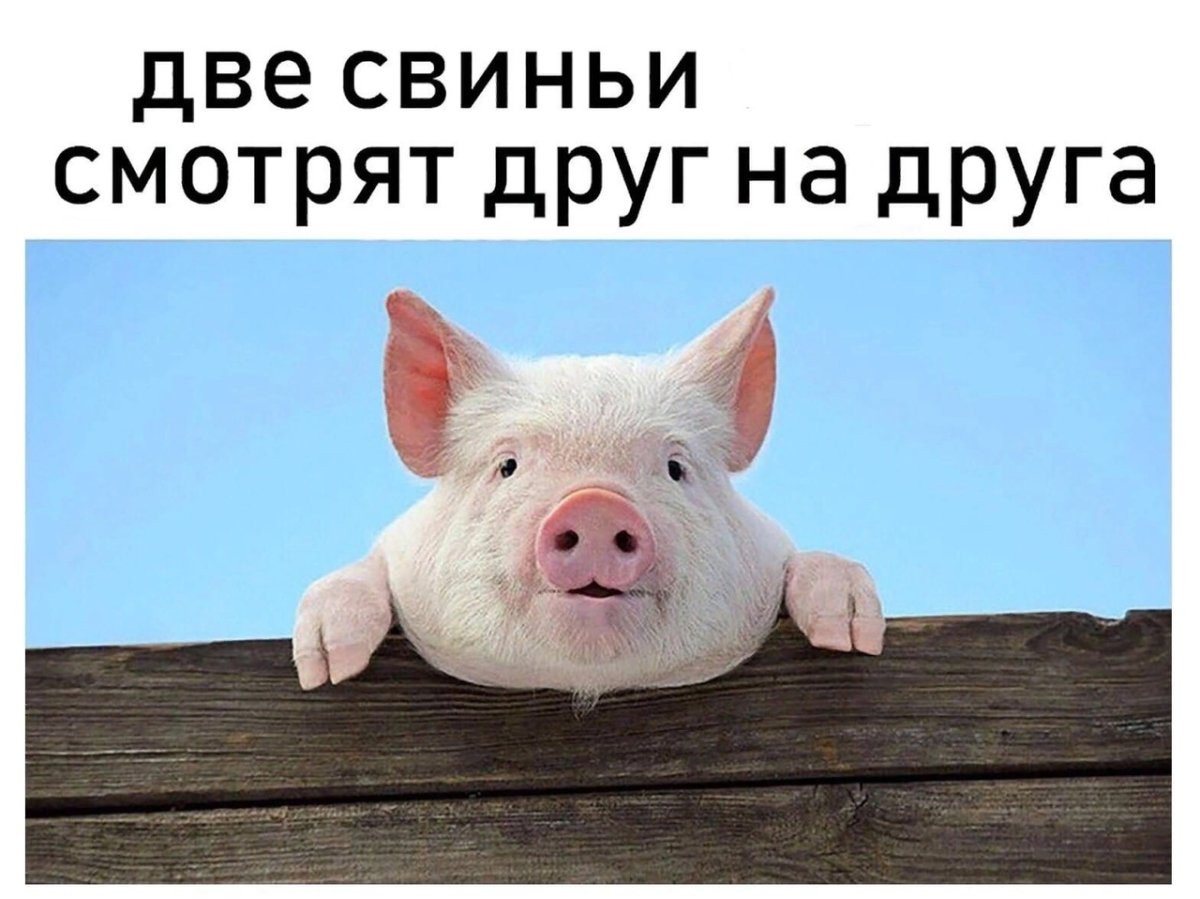 Дае свиньисмотрят друг на друга