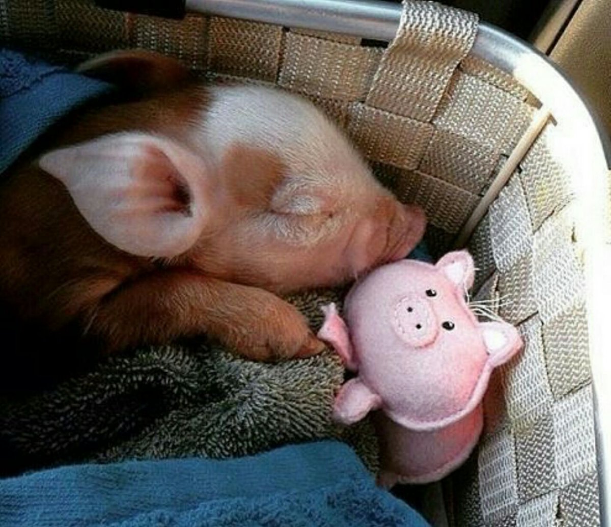 Минипиг Джузеппе