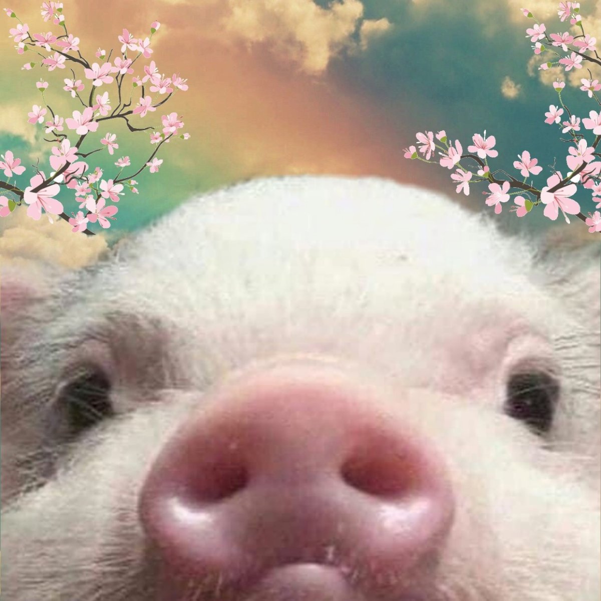 Две свиньи переглядываются