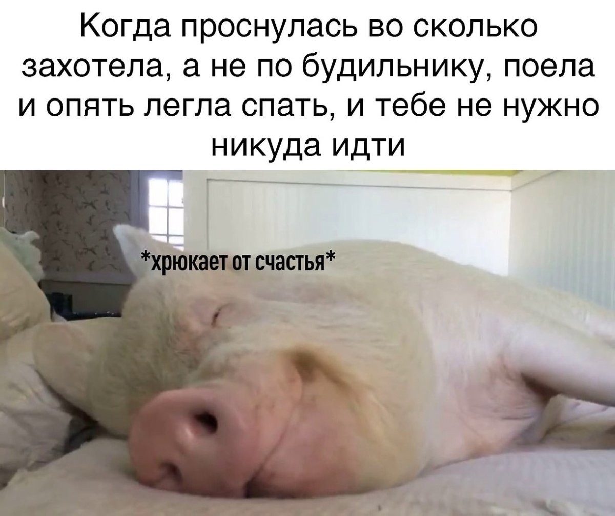 Свинья проснулась
