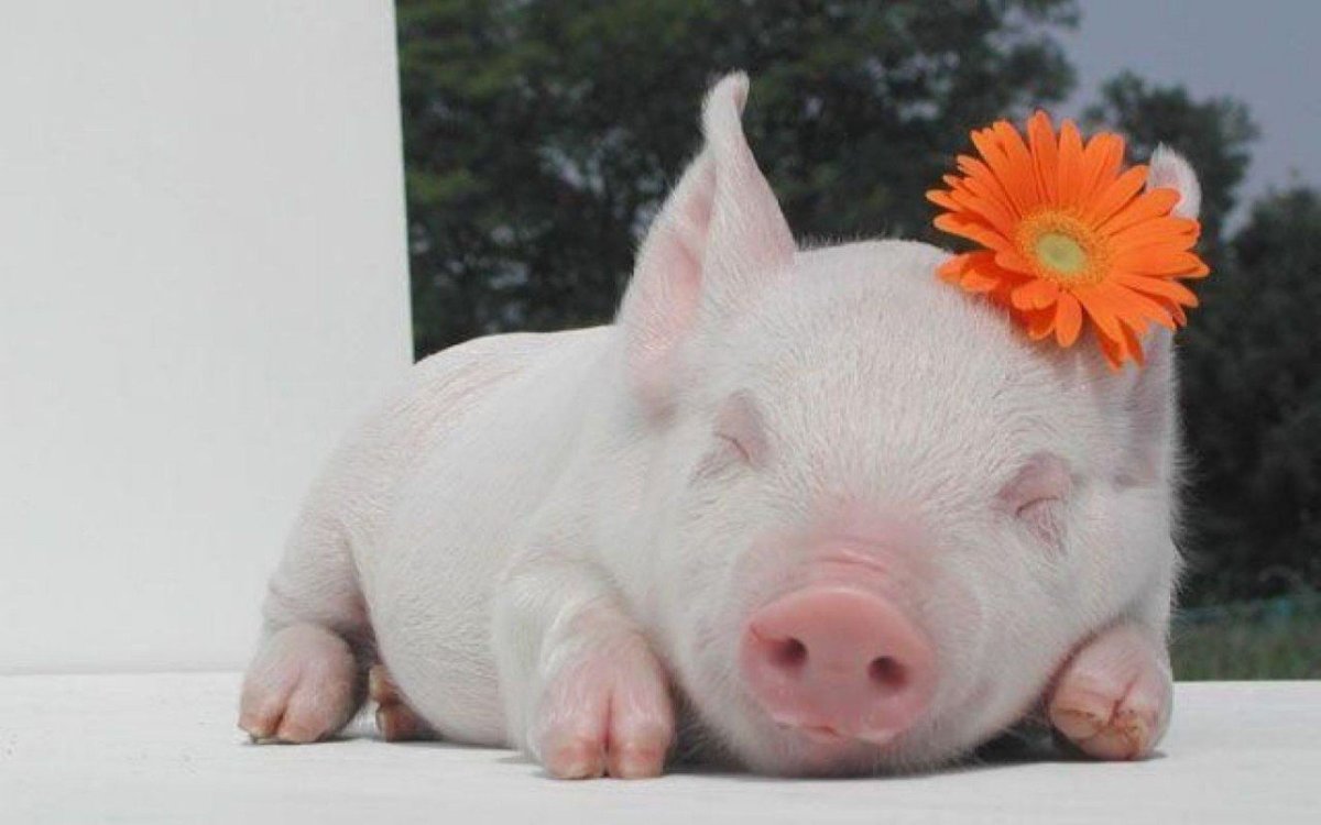 Добрый поросенок