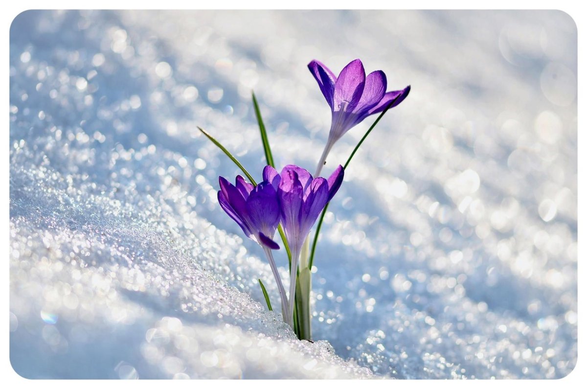 Крокусы под деревьями