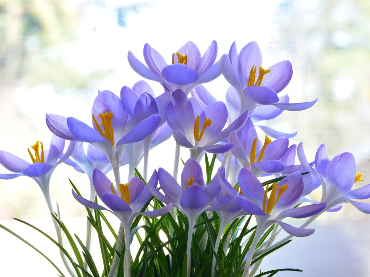 Апрель крокусы