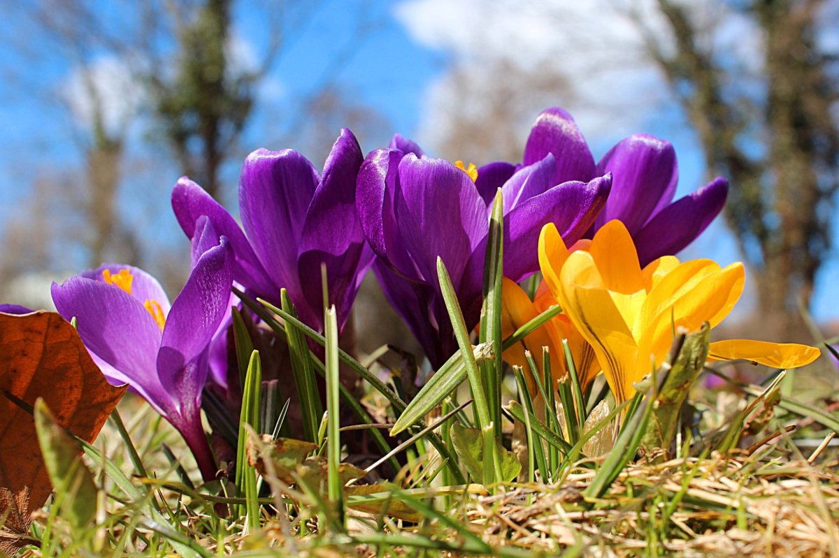 Белоцветник весенний