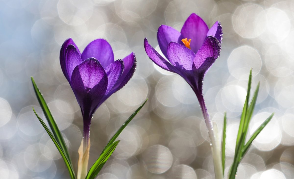 Долина крокусов Домбай