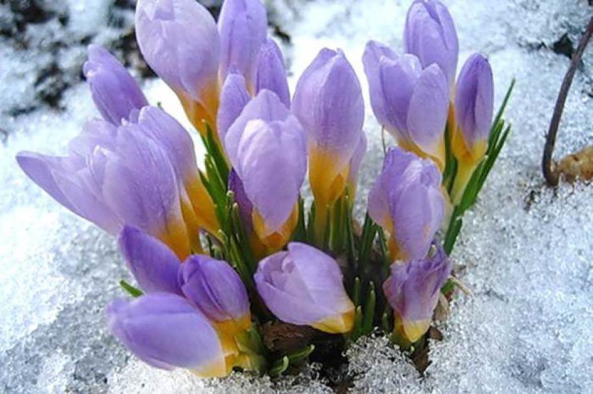 Сиреневые первоцветы