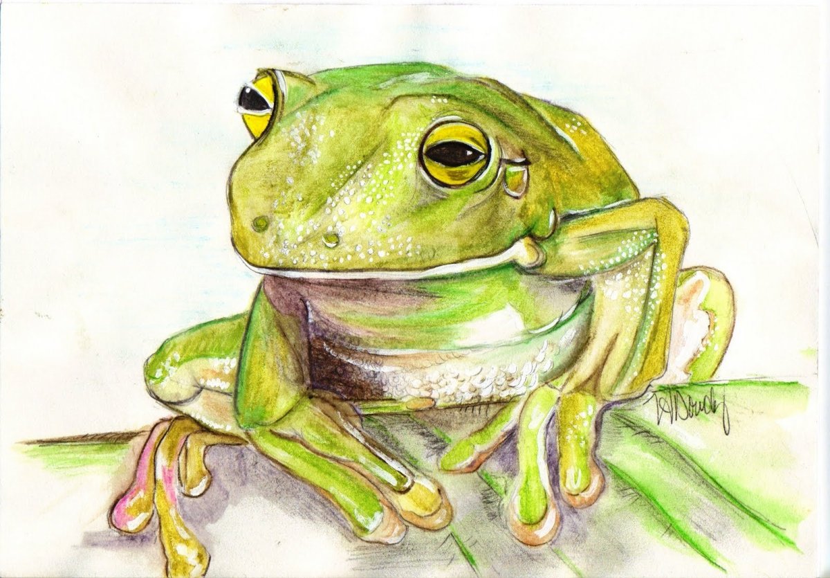 Лягушка квакша рисунок
