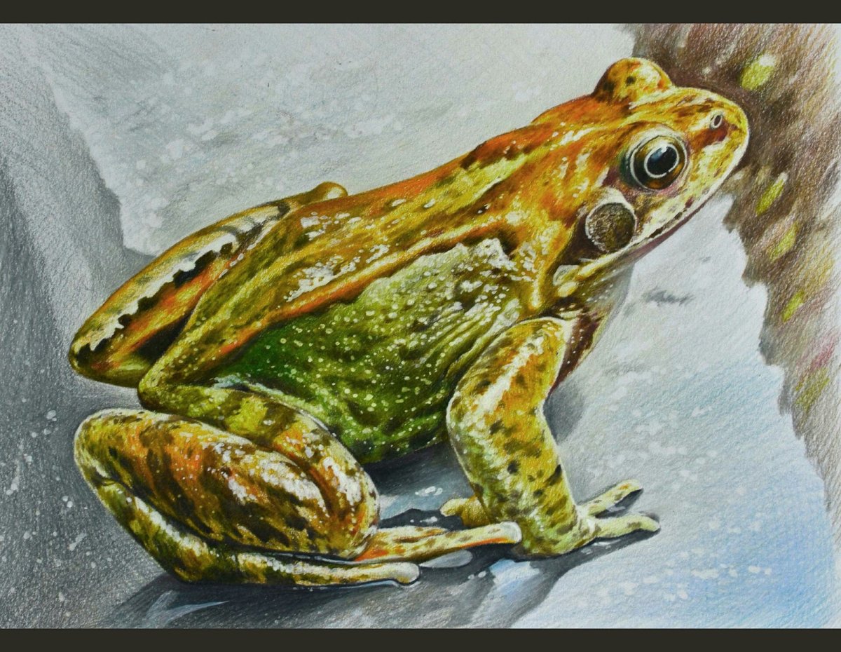 Мультяшка лягушка в плавательном кругу арт