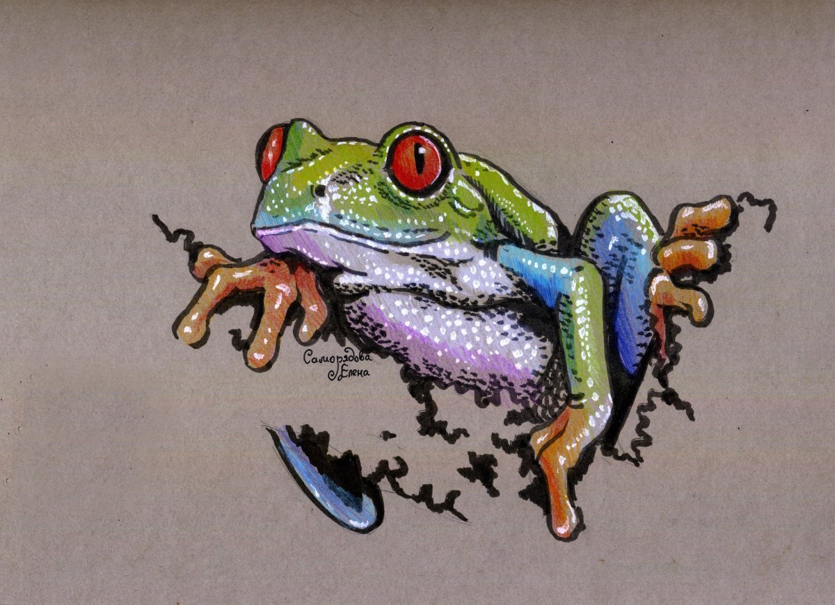 Лягушка рисунок