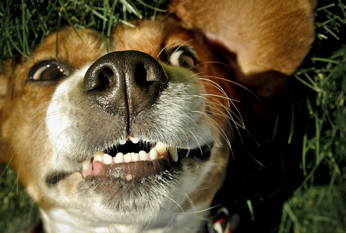 Собака улыбается с зубами