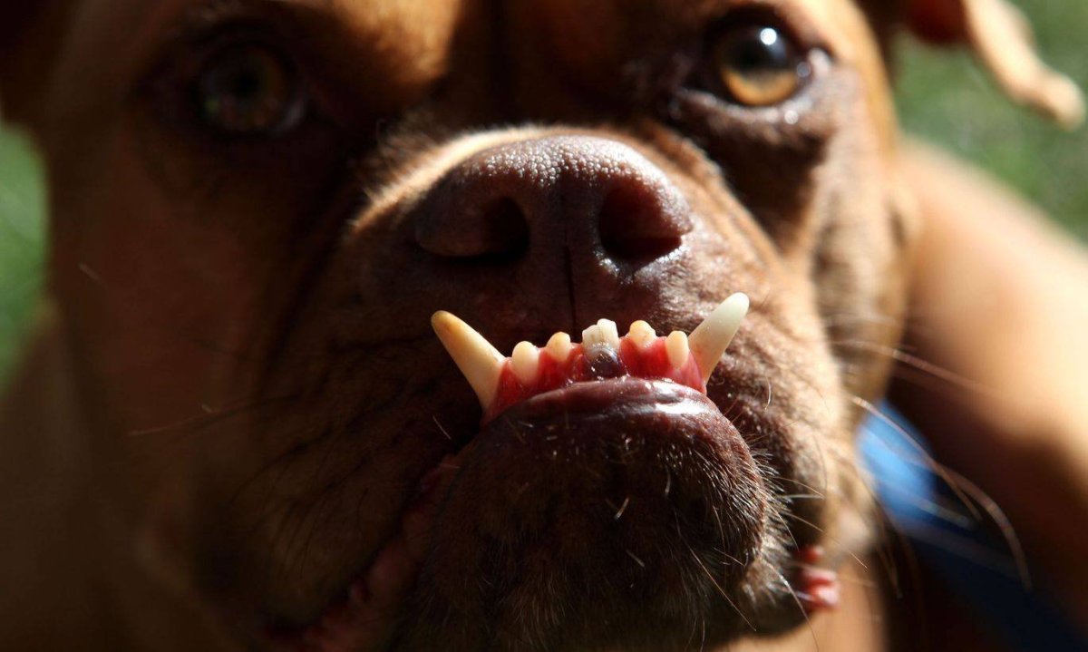 Такса улыбается