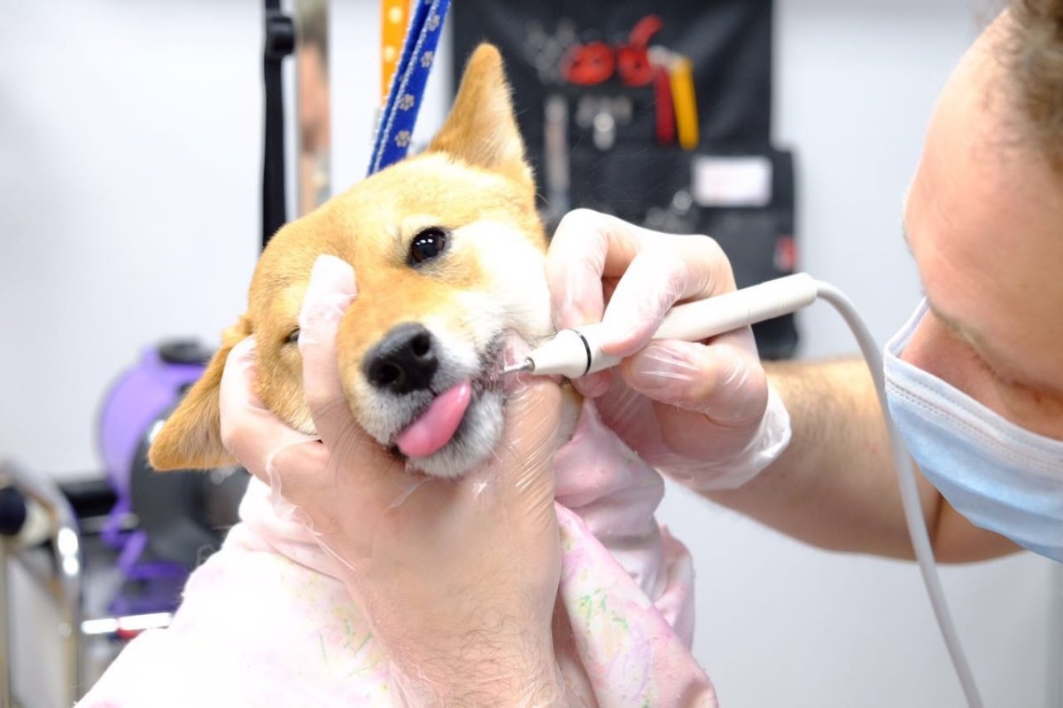 Реклама Педигри Дента Стикс