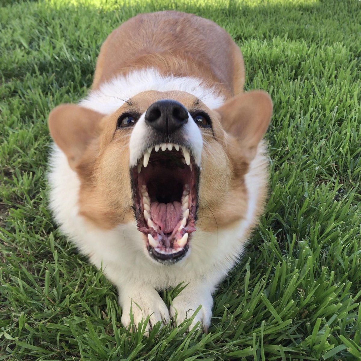 Улыбка собаки с зубами