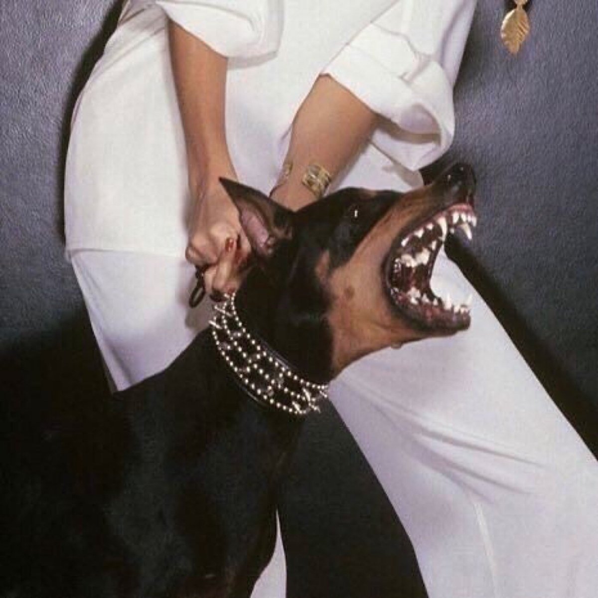 Смешная зубастая собака