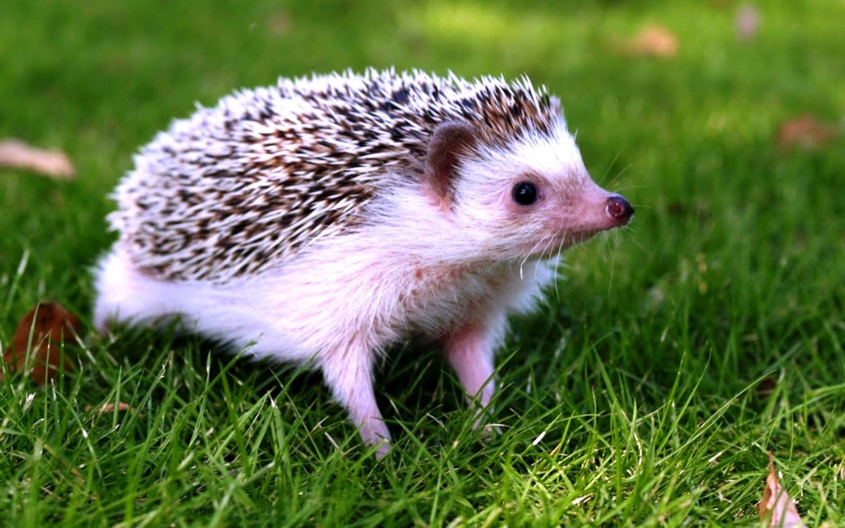 Даурский ёж