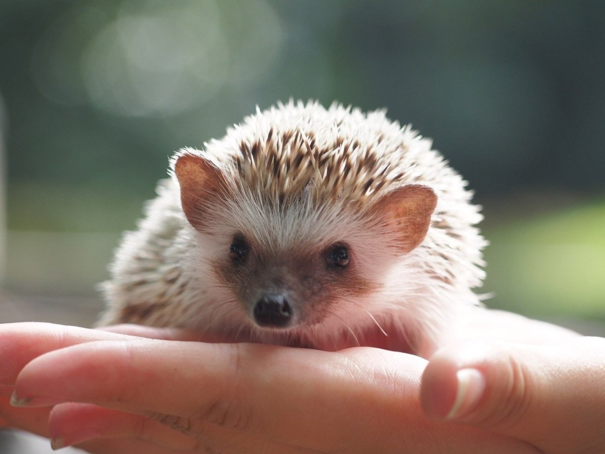 Еж маленький Ушастый