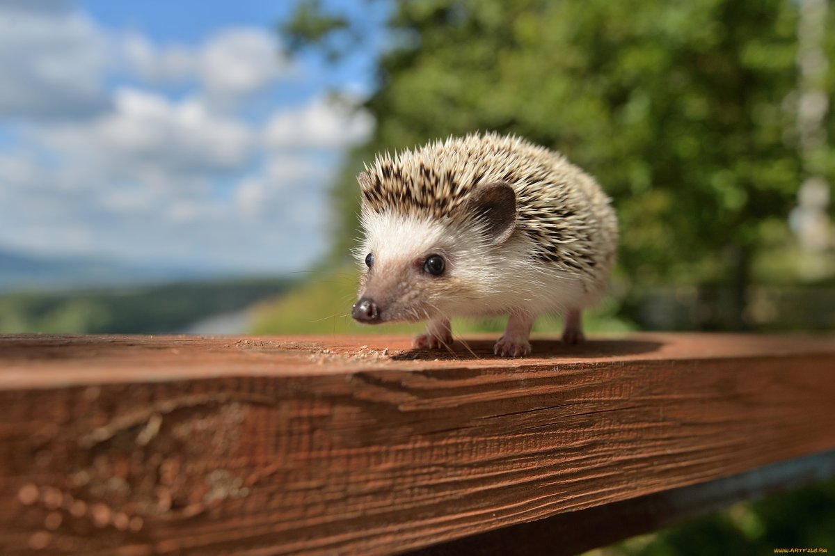 Обои на рабочий стол Ежик