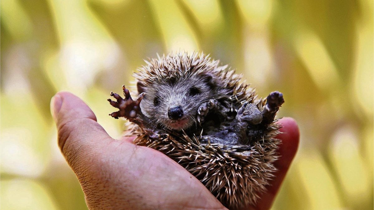 Еж ежонок ежата